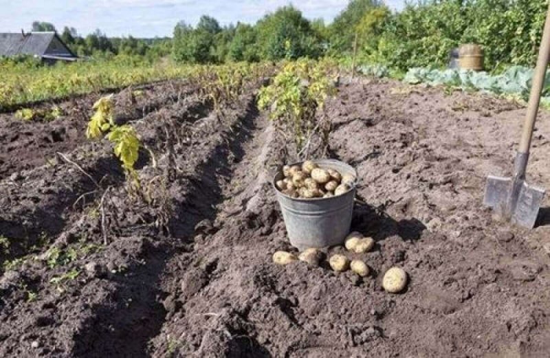 Посадка картофеля