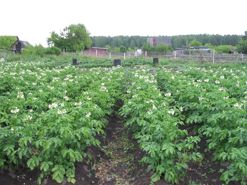 Картофель в огороде