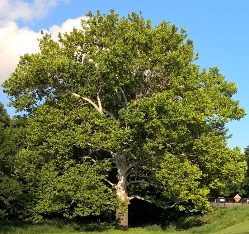 Platanus orientalis дерево