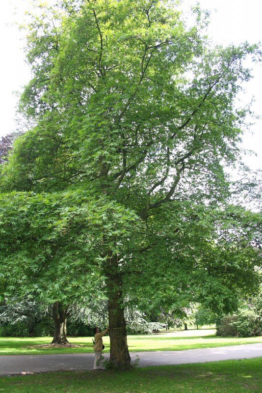 Платан Восточный (Platanus orientalis)