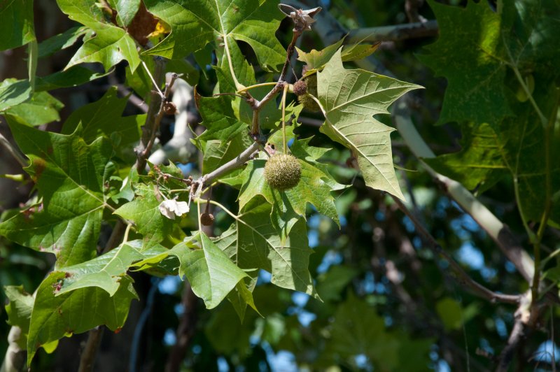 Platanus occidentalis