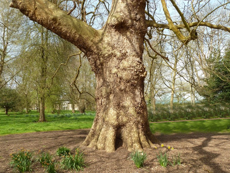 Platanus orientalis дерево