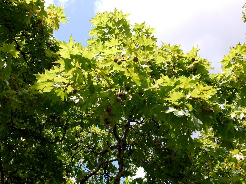 Platanus orientalis дерево