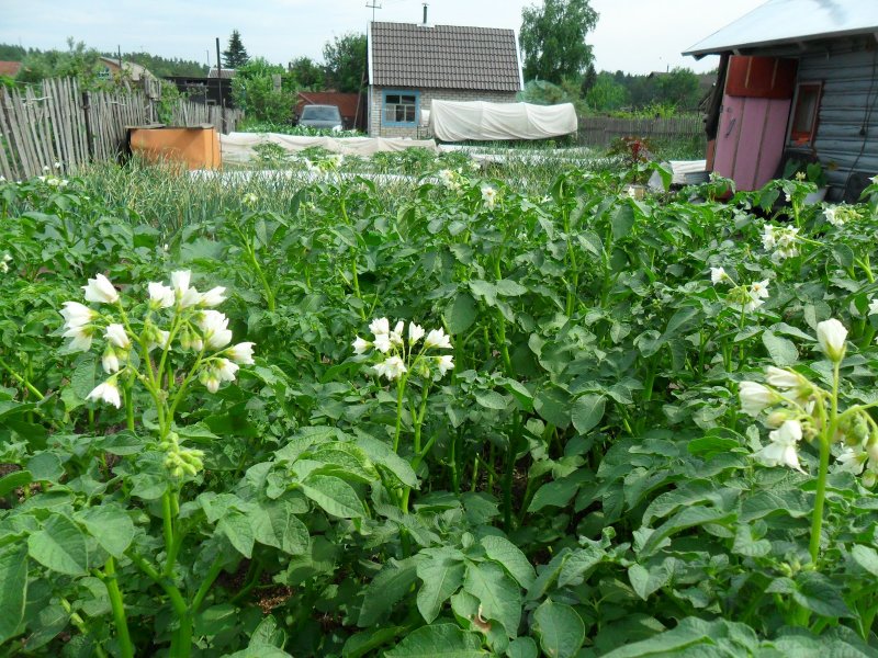 Уборка картофеля в огороде