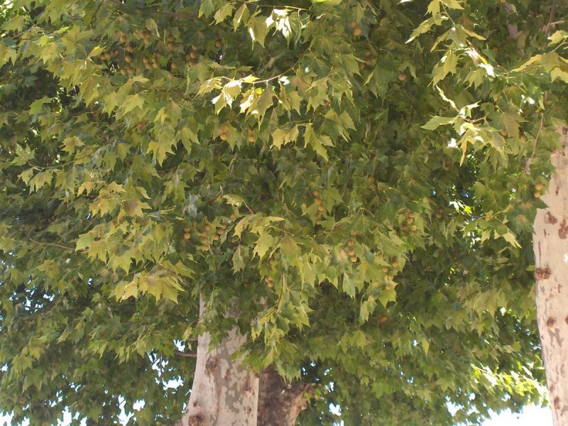 Платан Platanus kerrii