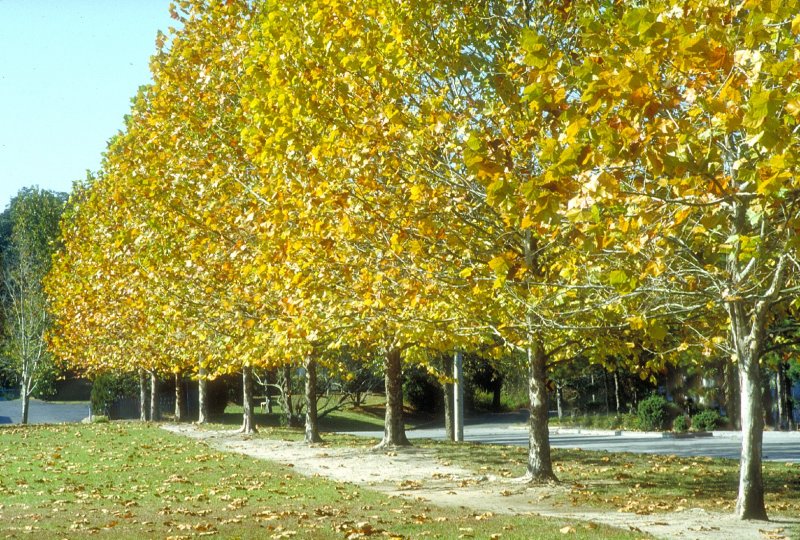 Платан Западный (американский) (Platanus occidentalis)