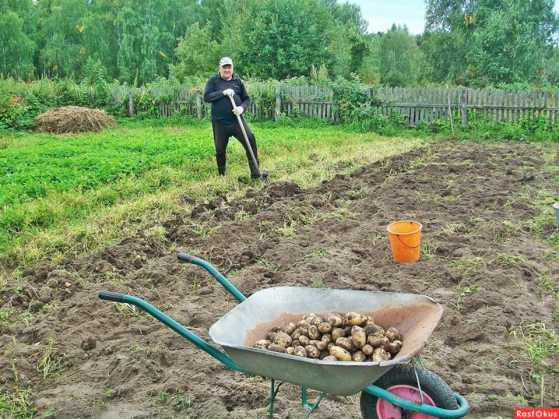 Сидераты Репка