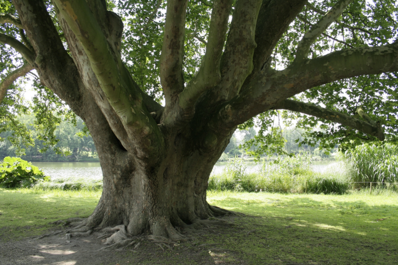 Platanus orientalis дерево