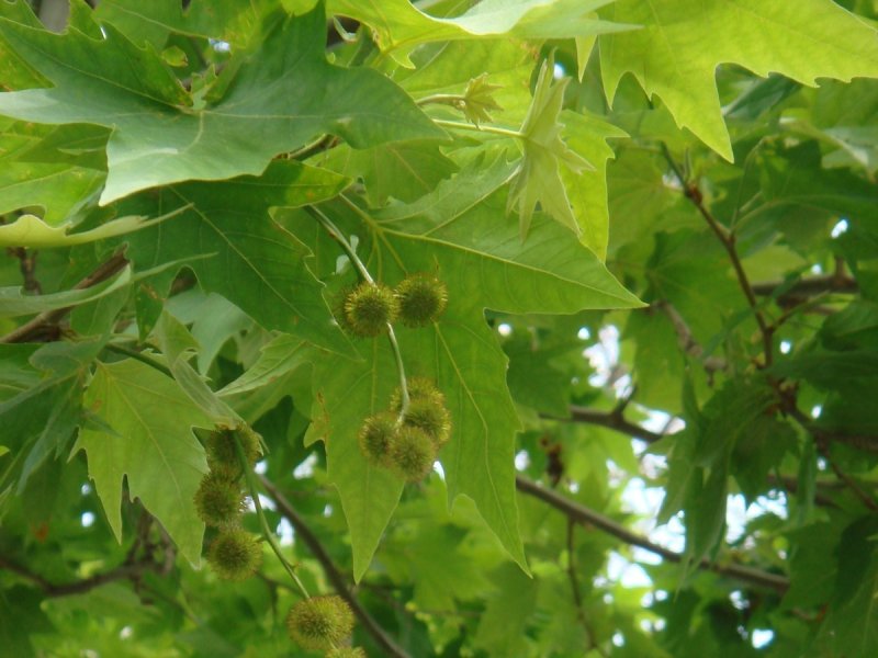 Platanus orientalis дерево