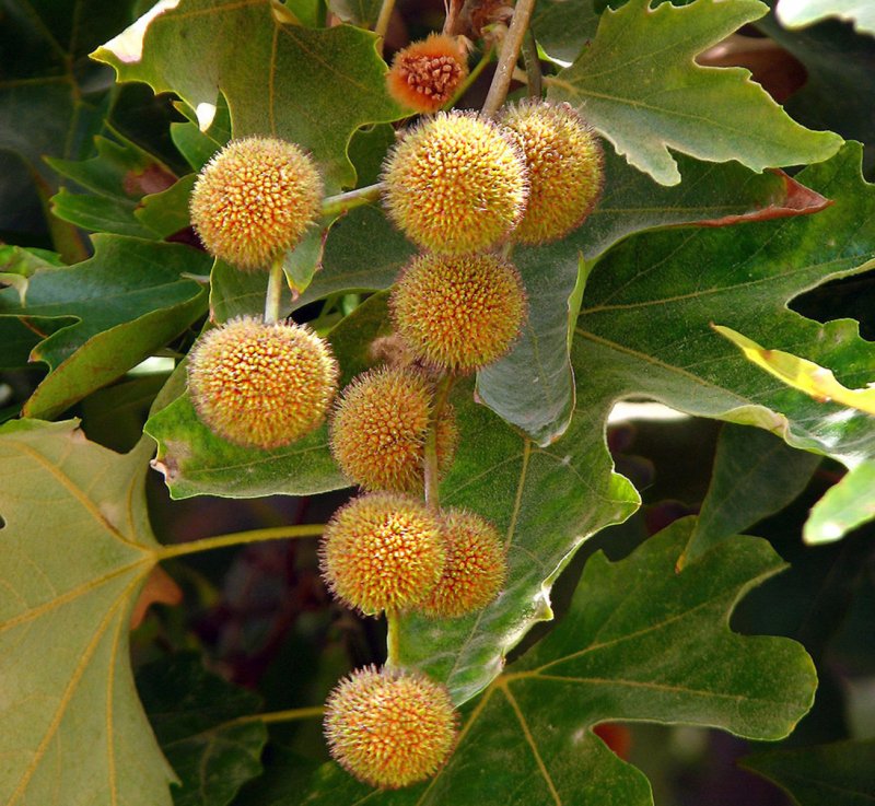 Платан Восточный Чинара семена Platanus orientalis