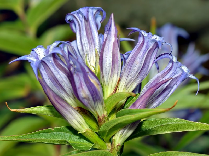 Семейство: Горечавковые (Gentianaceae)