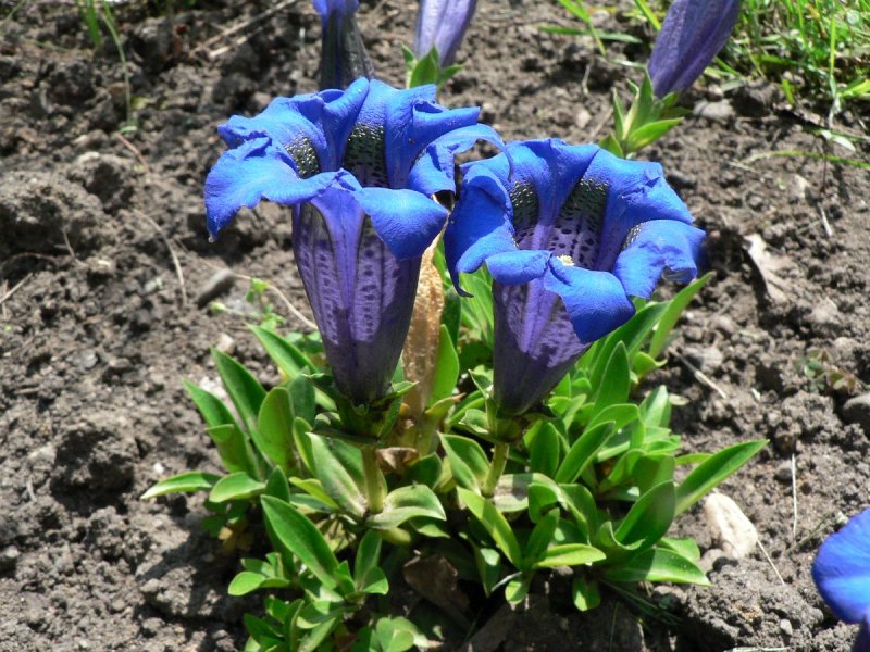 Горечавка бесстебельная Gentiana acaulis (66 фото)