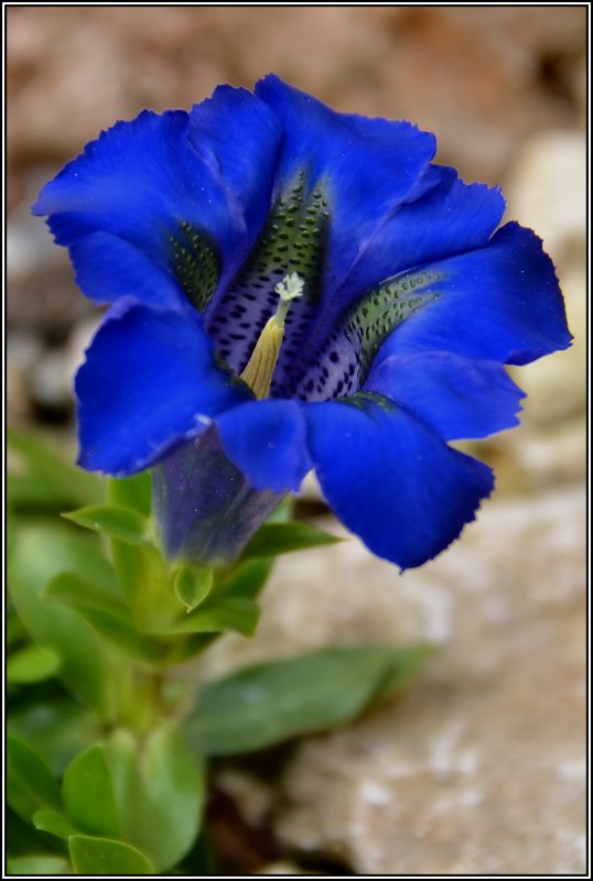 Горечавка бесстебельная Gentiana acaulis