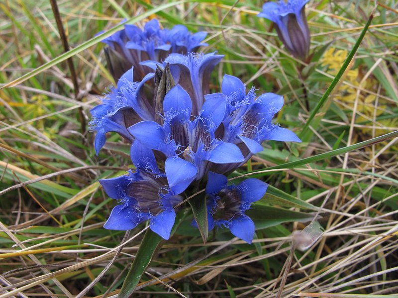 Горечавка Gentiana septemfida