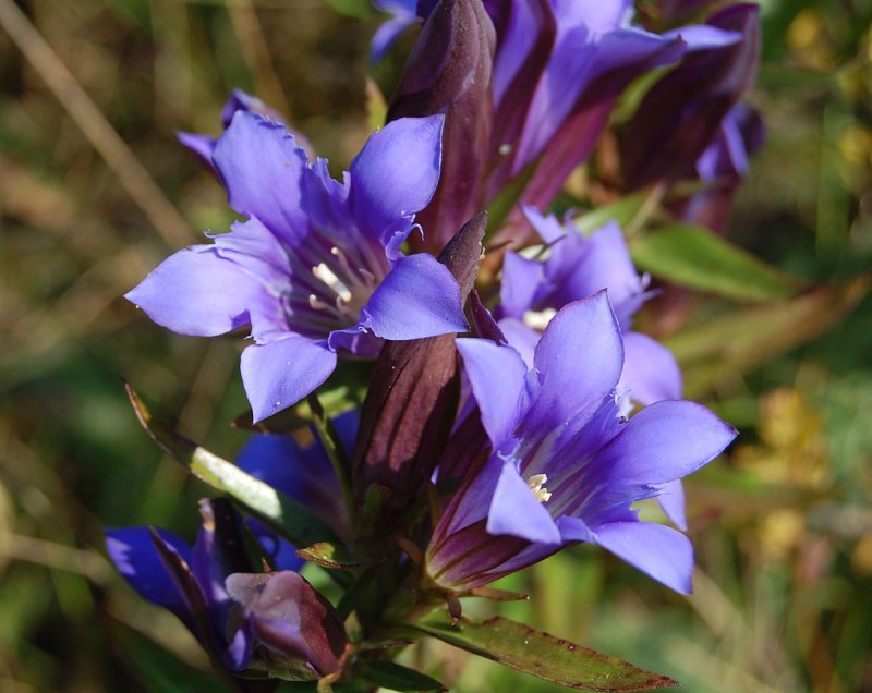Горечавка легочная Gentiana pneumonanthe