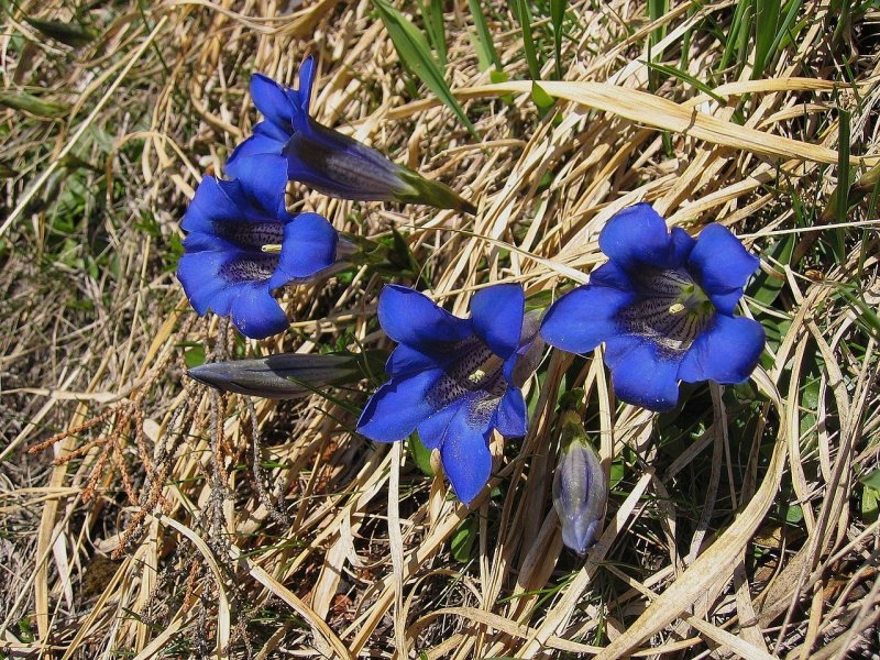 Горечавка clusii