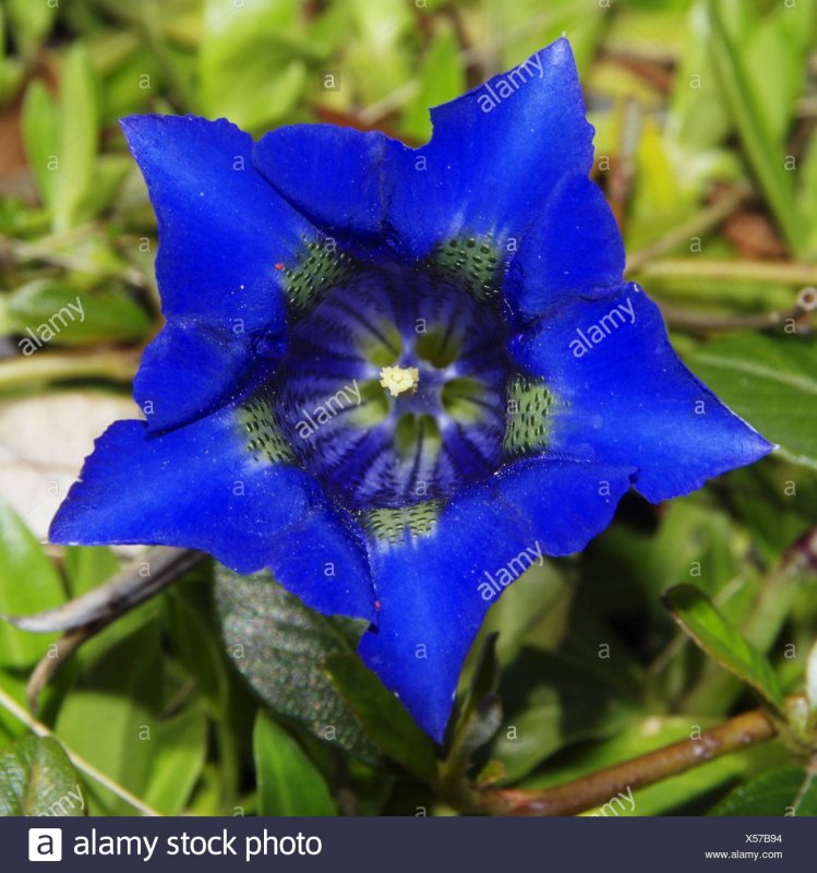 Горечавка Gentian acaulis "Blue Magic"