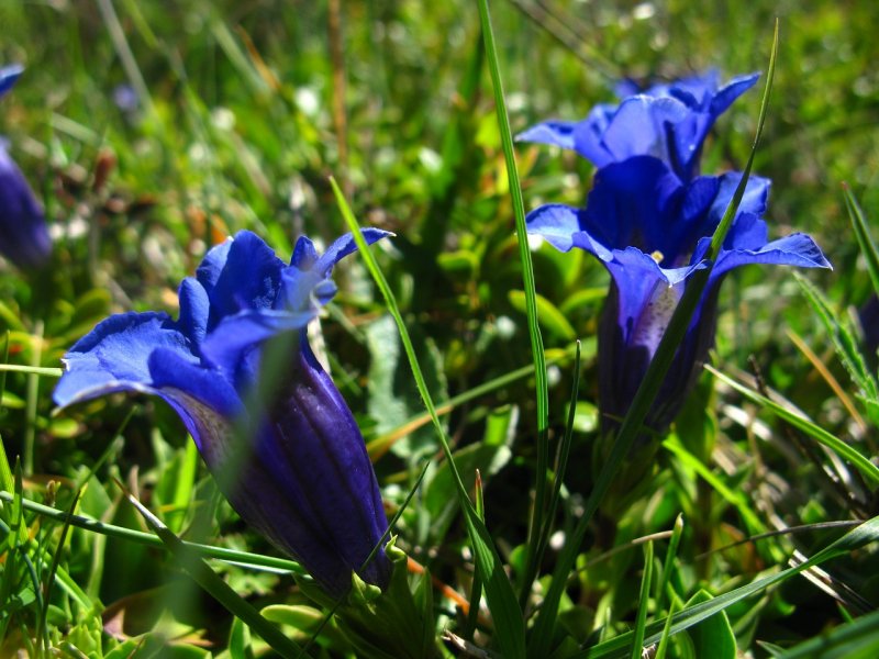 Голубая горечавка (Gentiana)