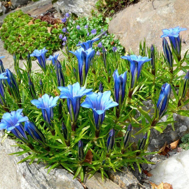 Горечавка Даурская Gentiana dahurica