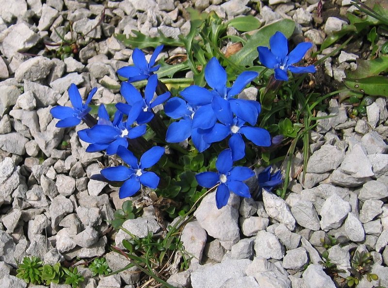 Gentiana occidentalis горечавка Западная