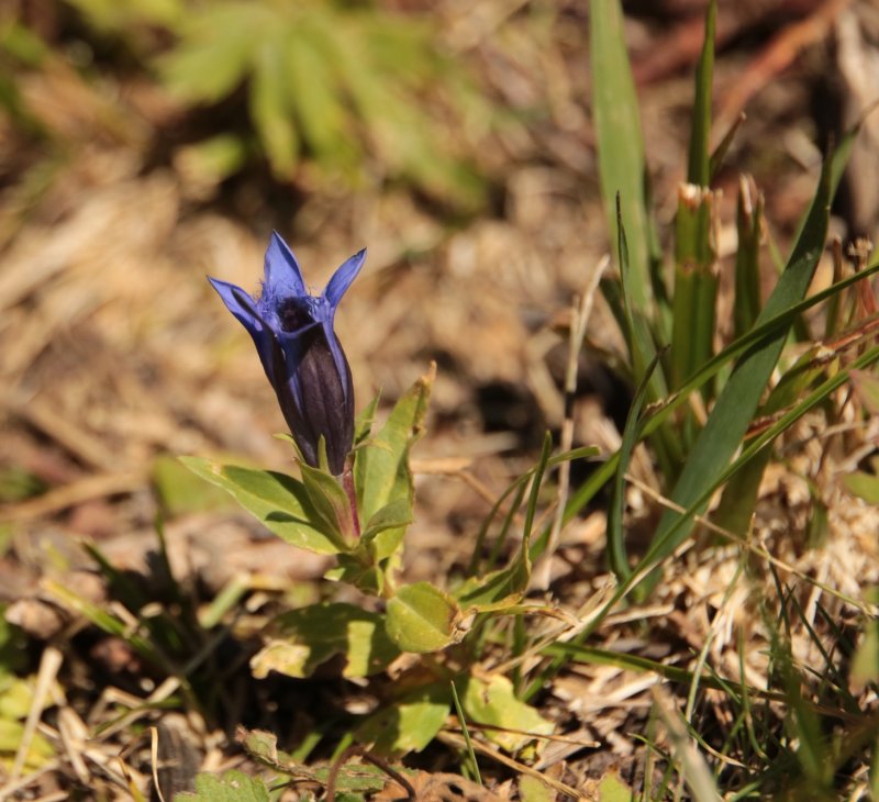Горечавка Даурская Gentiana dahurica