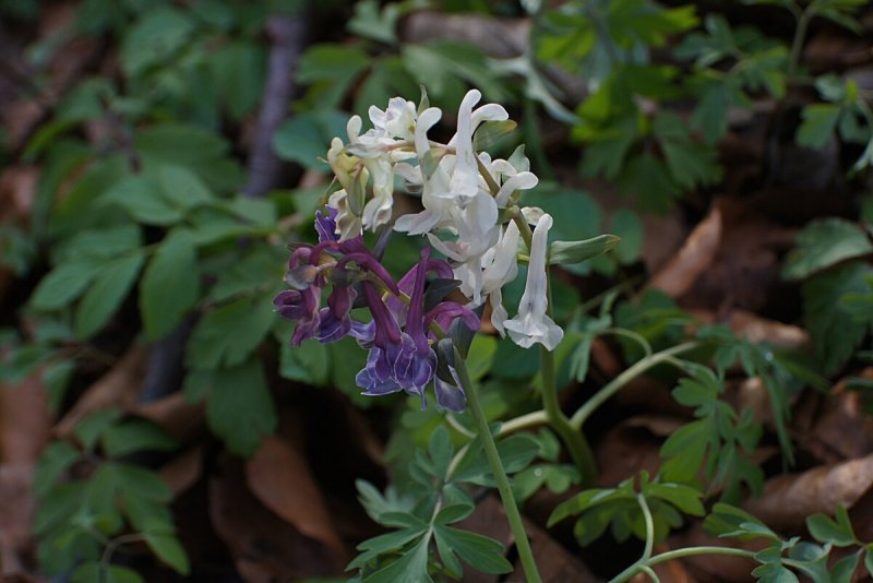 Corydalis хохлатка Cava