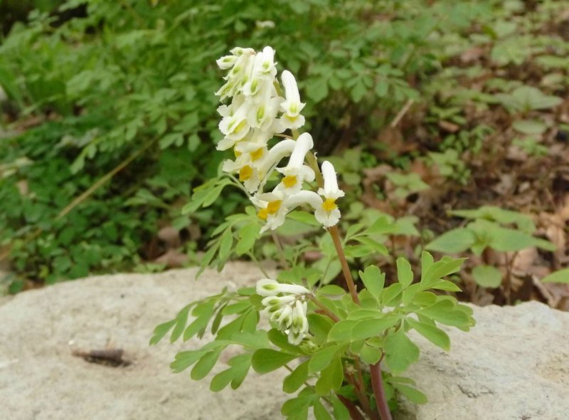 Corydalis ochroleuca