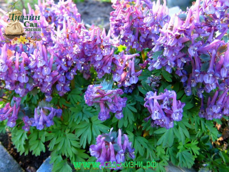 Хохлатка Галлера Corydalis Halleri