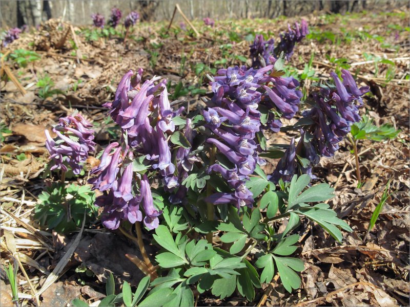 Хохлатка плотная Corydalis solida