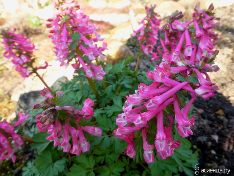 Хохлатка промежуточная (Corydalis Intermedia l.)