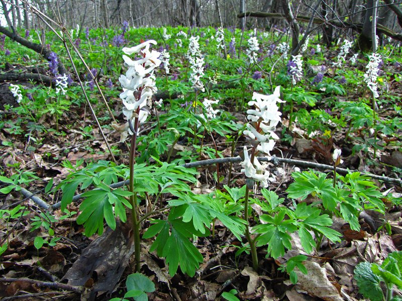 Corydalis хохлатка Cava