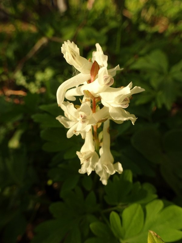Хохлатка (Corydalis) decipiens
