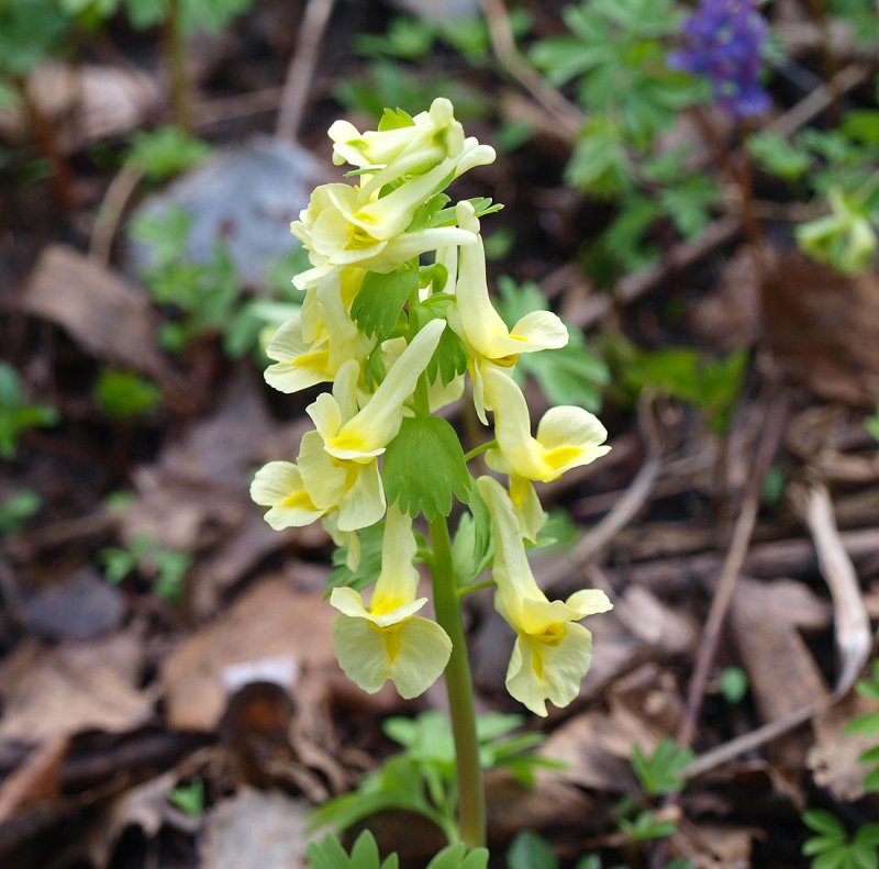 Хохлатка благородная Corydalis Nobilis