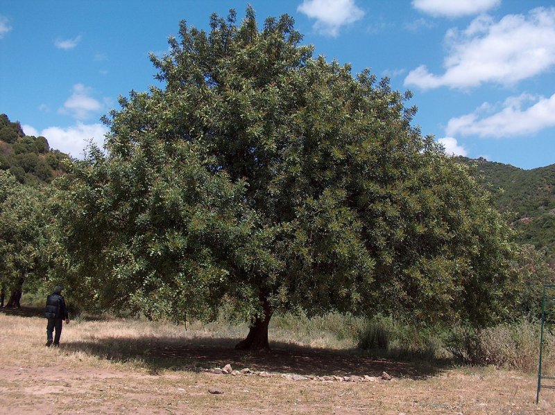 Ceratonia Siliqua рожковое дерево