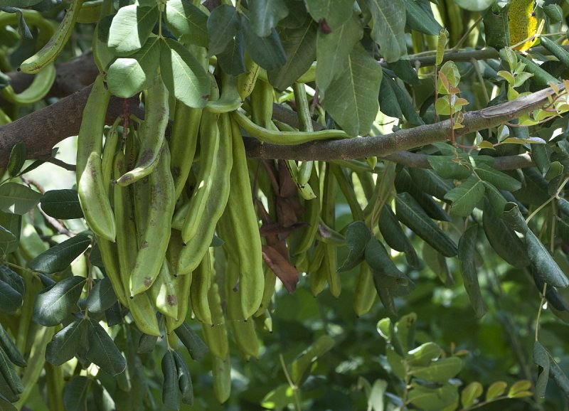 Carob Fruit дерево