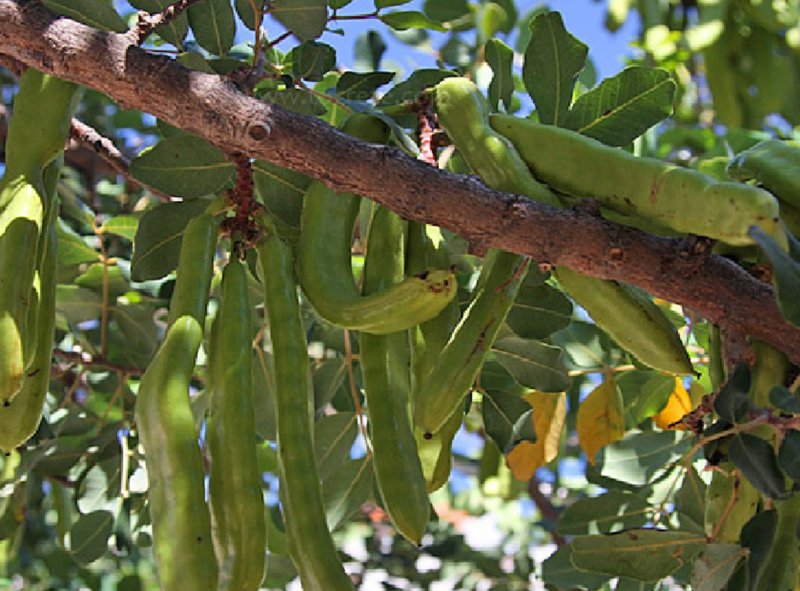 Carob Fruit дерево