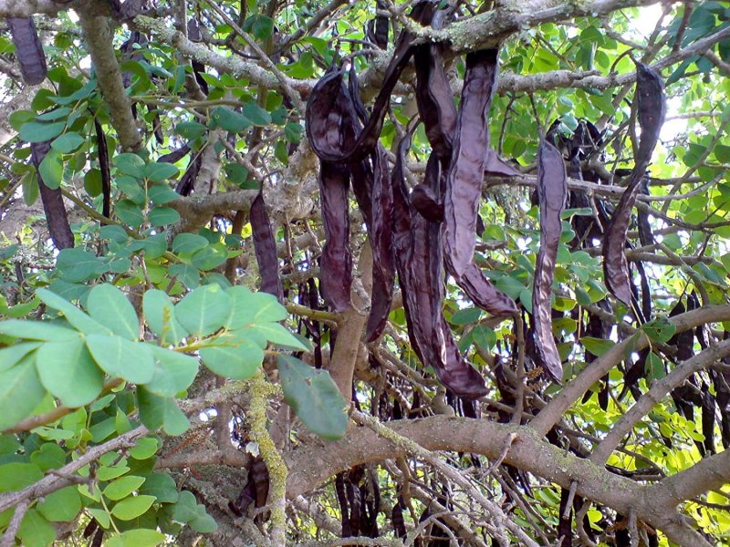 Зерен средиземноморской акации (Ceratonia Siliqua)