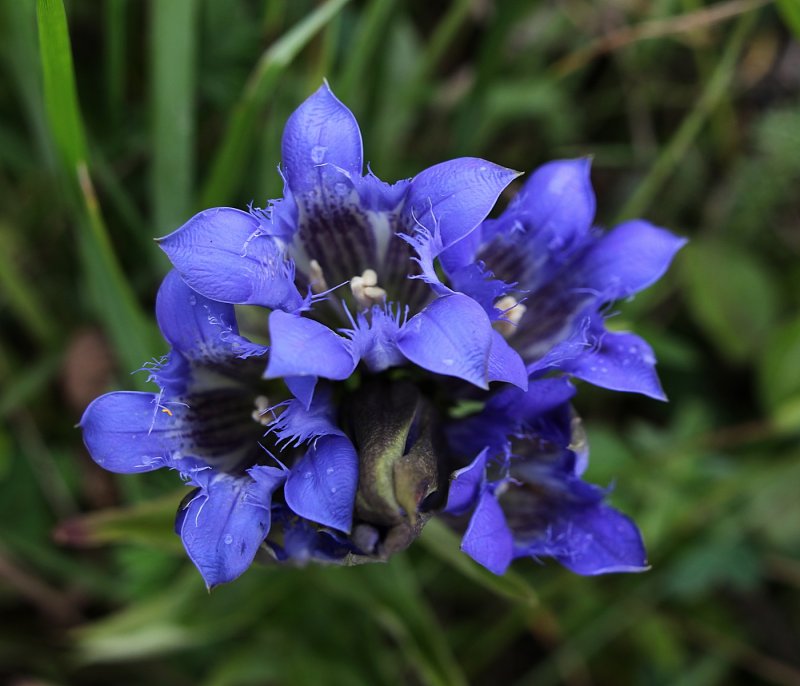 Горечавка Gentiana septemfida