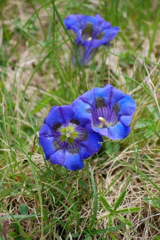 Горечавка лежачая (Gentiana decumbens)