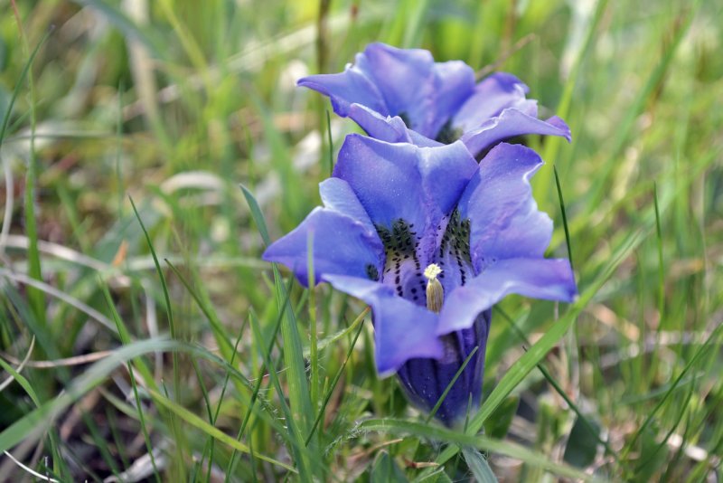 Gentiana asclepiadea