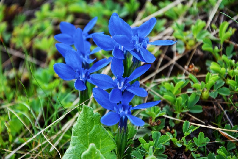 Горечавка Весенняя Gentiana Verna