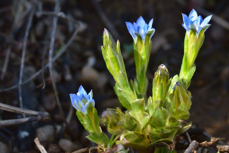 Gentiana siphonantha