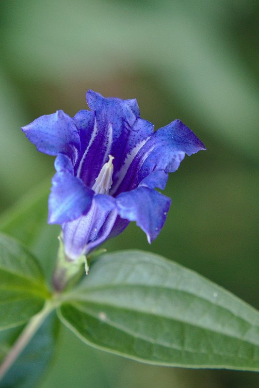 Gentiana calycosa