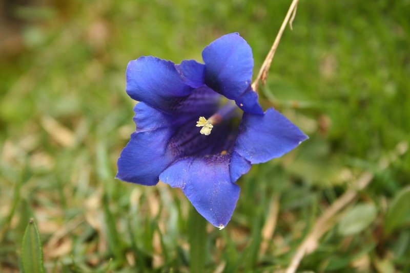 Голубая горечавка (Gentiana)