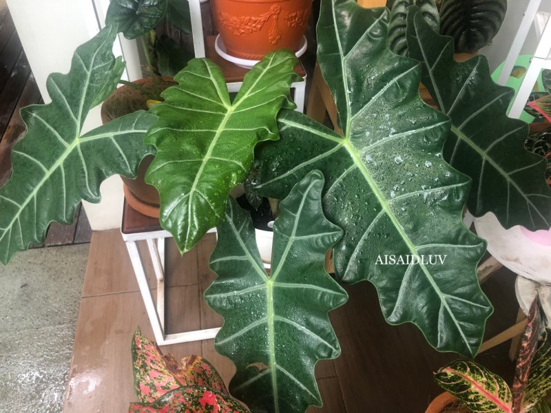 Алоказия клобучковая