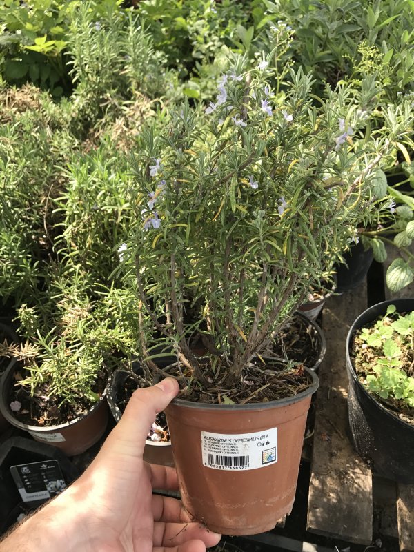 Rosmarinus officinalis Prostratus