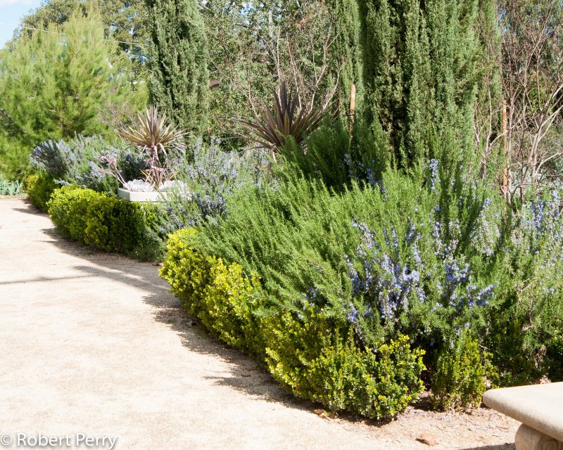Розмарин officinalis Tuscan Blue,