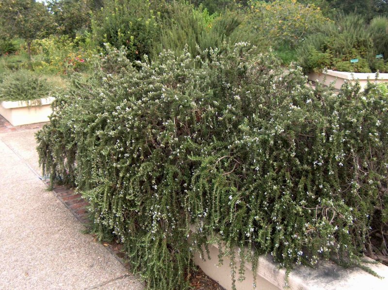 Rosmarinus officinalis Prostratus