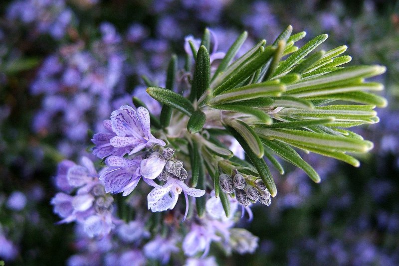 Розмарин officinalis