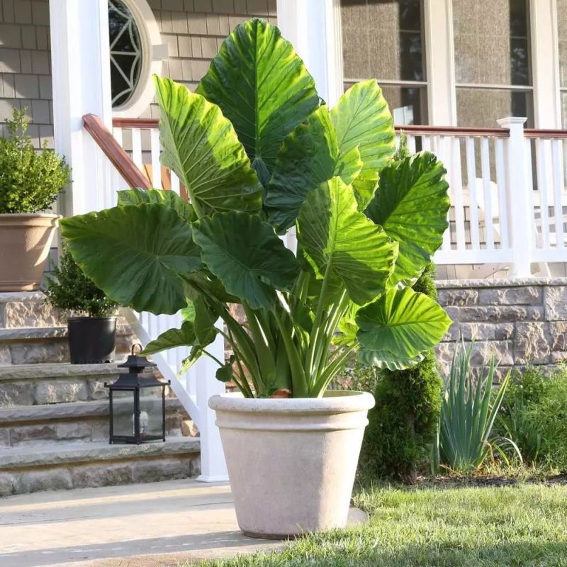 Alocasia Pink Dragon